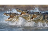 鱷魚養(yǎng)殖有哪些優(yōu)勢？