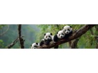 北京大興有個動物王國，3600畝面積養(yǎng)著5000多頭珍稀動物