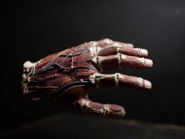 揭秘哺乳動(dòng)物五指之謎:遺傳密碼與自然選擇的力量