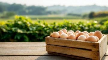 營養(yǎng)佳品：雞蛋與蔥的益智護(hù)眼功效