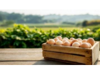 營養(yǎng)佳品：雞蛋與蔥的益智護(hù)眼功效