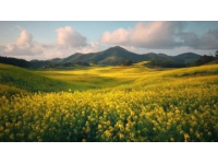 探尋中國油菜花盛開的絕美之地