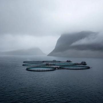 智慧漁業養殖：高效監測與遠程管理促進產業升級
