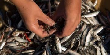 智慧漁業養殖：高效監測與遠程管理促進產業升級