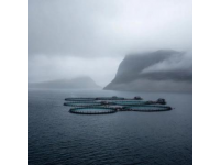 智慧漁業養殖：高效監測與遠程管理促進產業升級